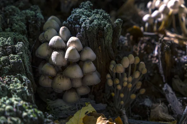 Petits Champignons Blancs Dans Forêt Gros Plan — Photo