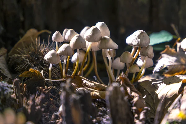 Kleine Witte Paddenstoelen Bos Close — Stockfoto