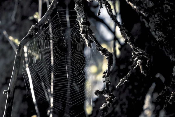Spinnennetz Dunklen Wald — Stockfoto