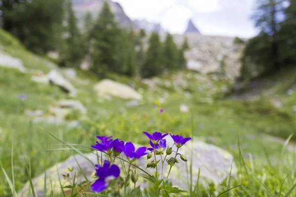 Violet Wildflowers Growing Mountains — Stock Photo, Image