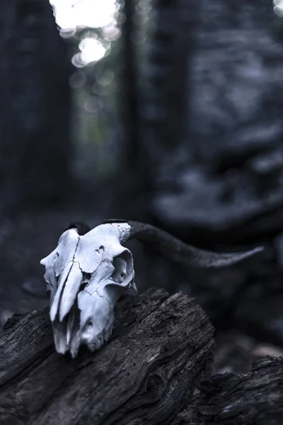 Antilopenschädel Auf Holz Dunklen Wald — Stockfoto