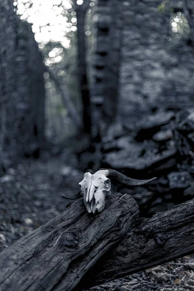 Antilopenschädel Auf Holz Dunklen Wald — Stockfoto