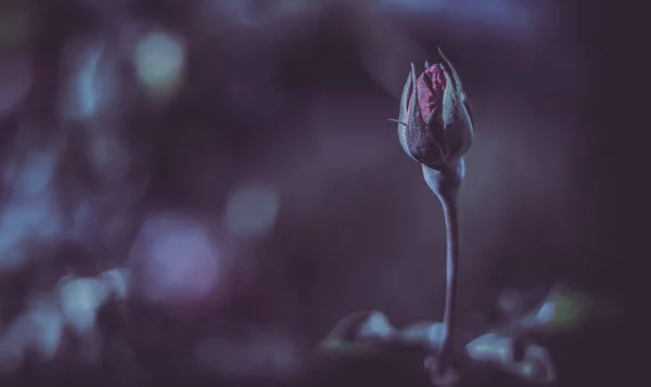 Красивий Червоний Квітковий Бутон Темному Саду — стокове фото