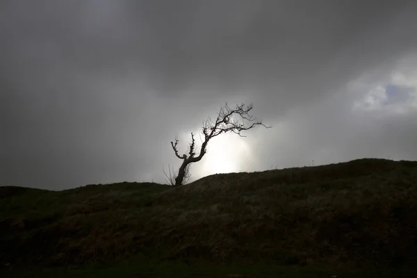 Paisagem Incrível Árvore Morta Contra Pôr Sol Preto Branco — Fotografia de Stock