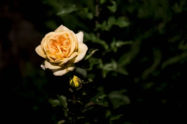 Bella Rosa Gialla Fiore Sfondo — Foto Stock