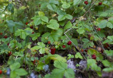 ormanda büyüyen yabani çilek 