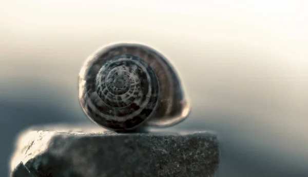 石头上的蜗牛 — 图库照片