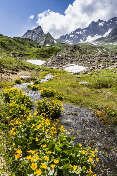 Yellow Wildflowers Growing Mountain Stream — Stock Photo, Image
