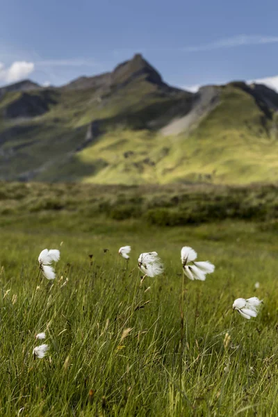 Amazing Landscape White Wildflowers Growing Mountain Valley — Stock Photo, Image