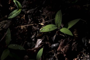 Çiy damlalı yeşil yapraklar, makro