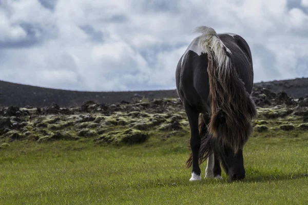 美しい緑の草の上のアイスランドの馬 — ストック写真