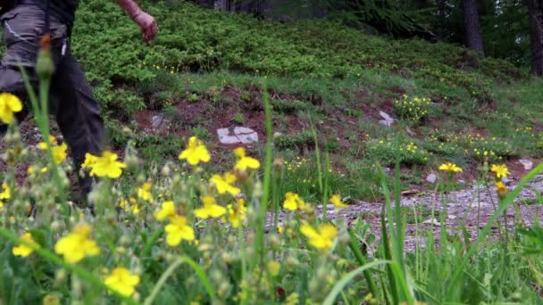 Skoncentrowany Człowiek Chodzenie Ścieżce Żółtymi Kwiatami — Wideo stockowe