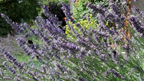 Fantastiskt Landskap Bin Och Lavendel Blommor — Stockvideo
