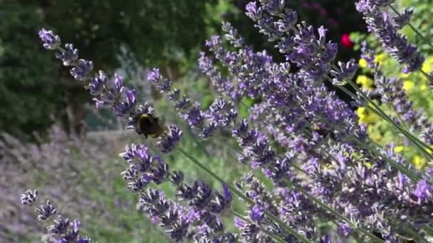 Бджолиний Запилювач Лавандовому Сонячному Дні Влітку — стокове відео