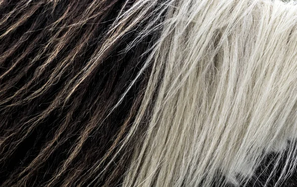 Черно Белая Текстура Волос Лошади — стоковое фото