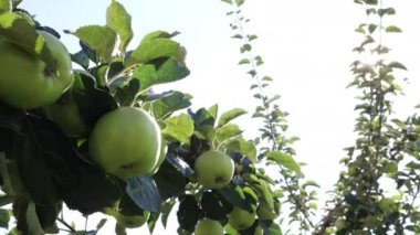 yeşil elma meyve bahçesinde elma ağacı dalları üzerinde riping 