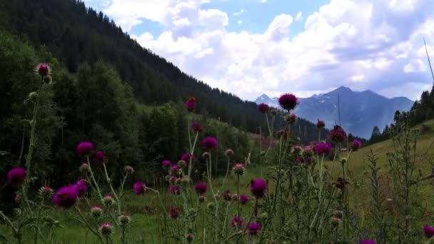 山の谷で育つピンクの野生の花と素晴らしい風景 — ストック動画