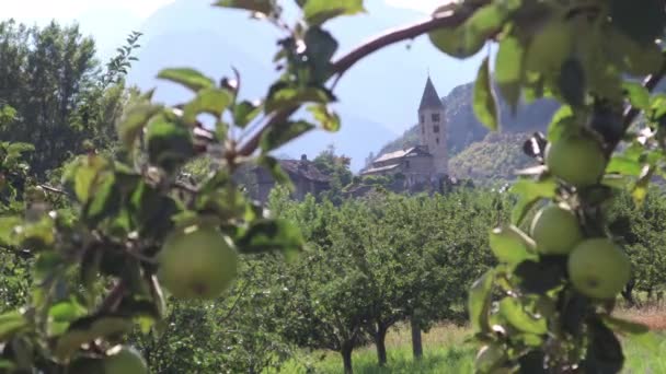 Zelená Jablka Ovocných Větvích Jabloně — Stock video