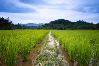 Çeltik tarlasında bir patika.