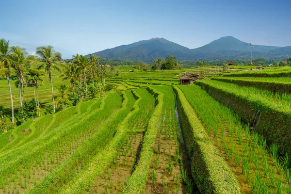 Jatiluwih, fattoria terrazza di riso di Bali . — Foto Stock