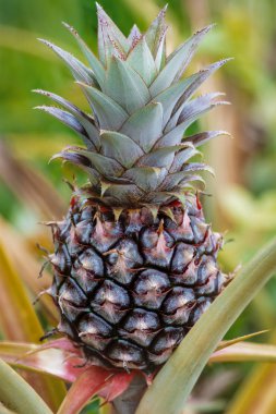 Ananas Meyve