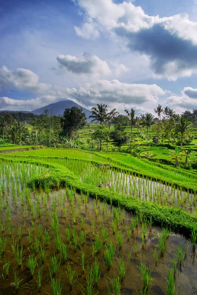 Jatiluwih, Bali Pirinç Terası Çeltik Çiftliği.