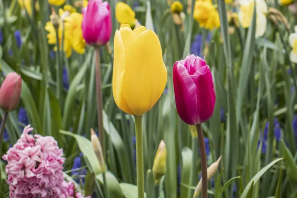 Krásné pozadí s barevnými tulipány — Stock fotografie