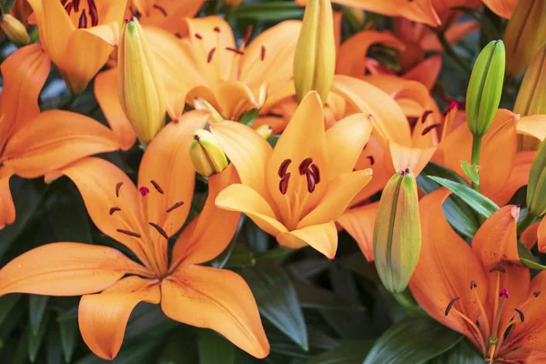 Hermoso lirio naranja en el jardín — Foto de Stock