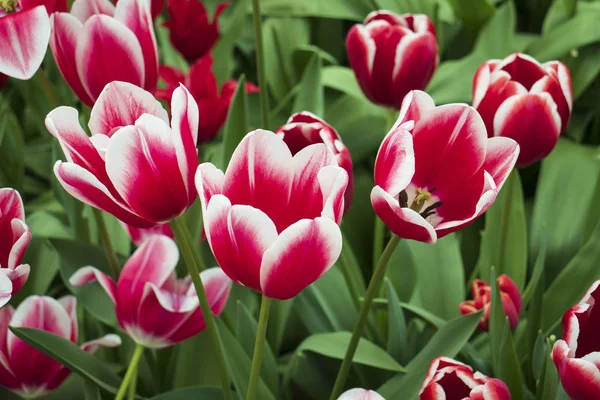 Beautiful pink white tulips on the field — Stock Photo, Image