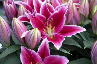 bahçede güzel kraliçeler pembe zambak