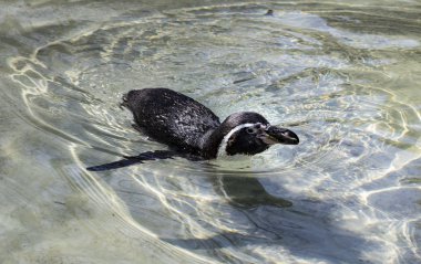 Hayvanat bahçesinde yüzme pengueni