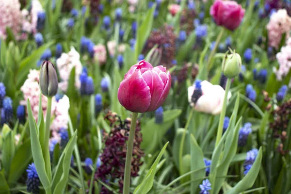 Krásný růžový tulipán v parku — Stock fotografie