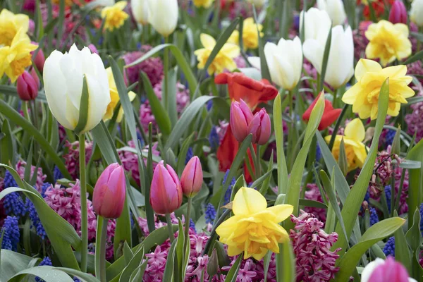 Krásné a barevné pozadí s tulipány — Stock fotografie