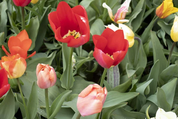 Krásné červené tulipány v parku — Stock fotografie