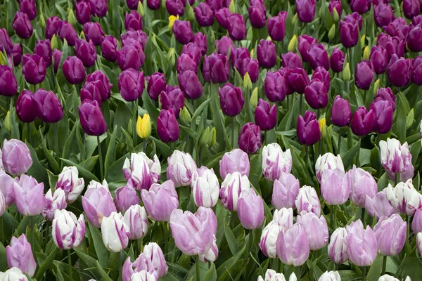 Světlé a tmavě fialové tulipány na poli — Stock fotografie
