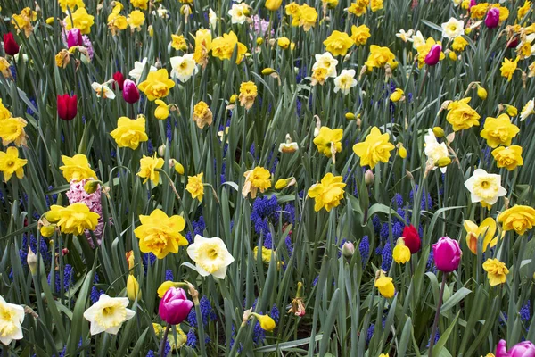 çiçeklerle güzel ve renkli çayır