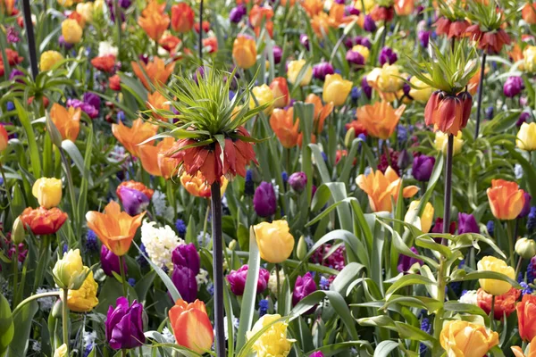 Beautiful and colorful flowers in the park — Stock Photo, Image