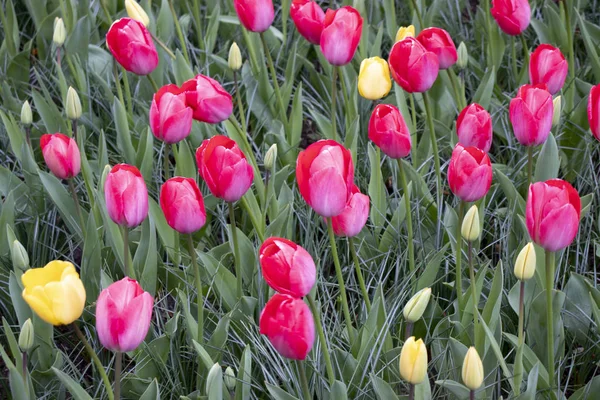 Nádherné a barevné tulipány v parku — Stock fotografie