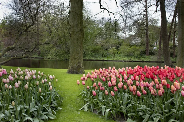 Paysage romantique avec tulipes — Photo