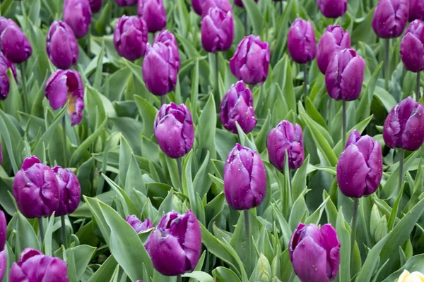 Fialové tulipány na hřišti — Stock fotografie