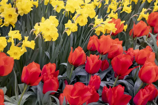 Překrásné Rudé tulipány a žluté květy na poli — Stock fotografie