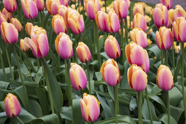 Překrásné žluté růžové tulipány na poli — Stock fotografie