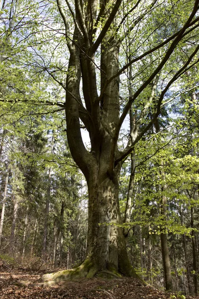 Beau et fort arbre dans la forêt — Photo