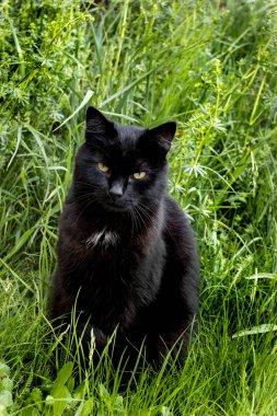 çimenlerde rahatlatıcı siyah kedi