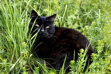 çimenlerde dinlenen siyah kedi