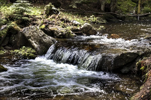 Ruisseau dans la forêt — Photo