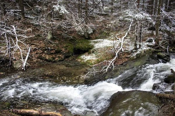 stream in the forest