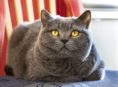 sandalyede kraliyet İngiliz kedi