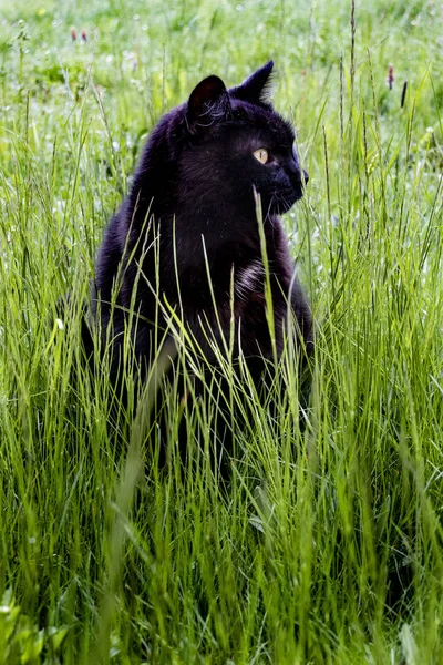 Gato negro relajándose en la hierba —  Fotos de Stock