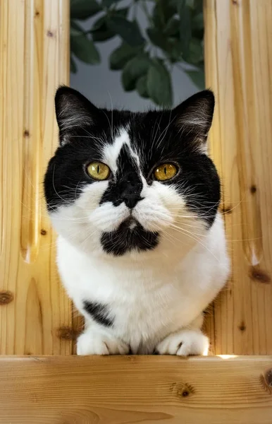 Adorável gato preto e branco — Fotografia de Stock